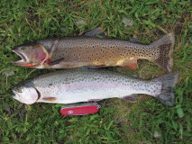 Cuttthroat and rainbow trout