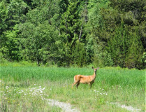 deer-along-the-Trail-of-the-Coeur-d_Alenes