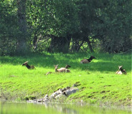 elk-bedded-down-near-the-water