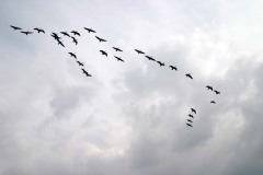 Geese at Sun Valley