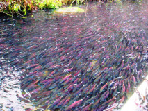 Kokanee stacked up in Granite Ck