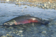 idahochinook_blm