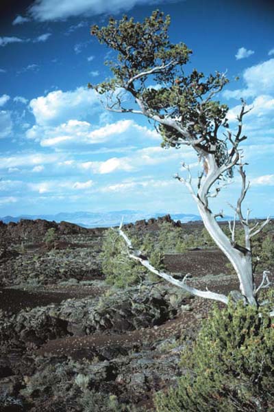 Pine tree at Devil's Orchard