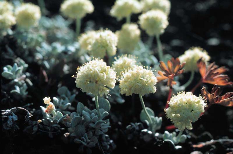 Dwarf buckwheat