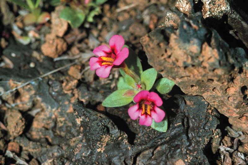 Dwarf monkey flowers at Craters