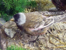Blackheaded rosefinch