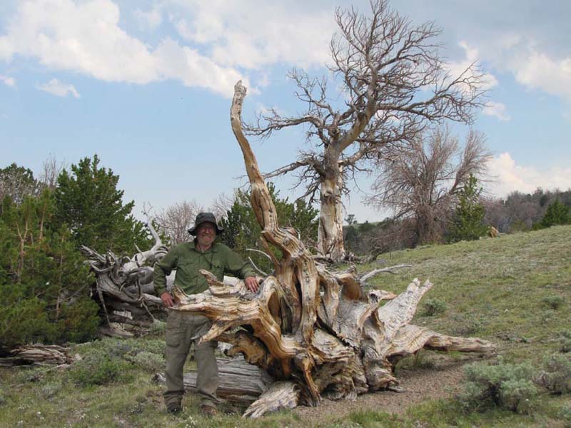Ron Dearlove with root system of whitebark pine