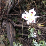 Big-pod Mariposa lily