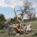 Ron Dearlove with root system of whitebark pine