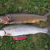 Cuttthroat and rainbow trout