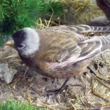 Blackheaded rosefinch