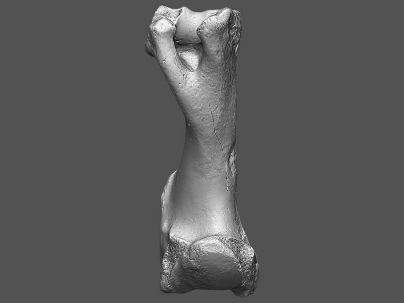 imnh-47001-16957-humerus