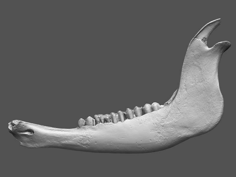 imnh-65003-26603-mandible-l