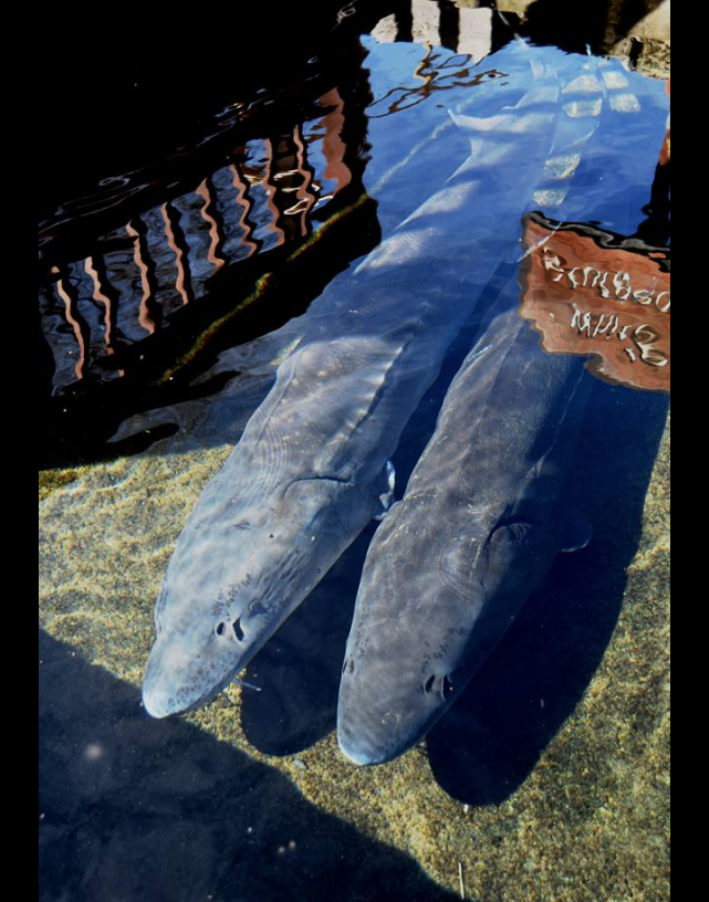 4-sturgeon
