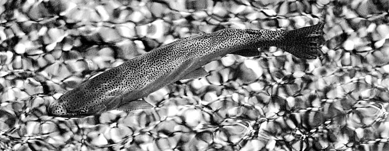 trout-bw
