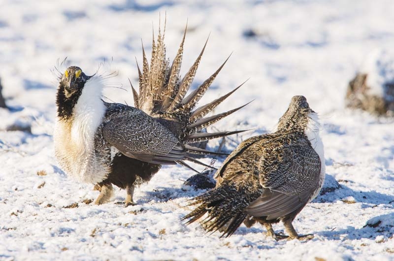 Greater Sage-Grouse, strutting in Dubois, Idaho