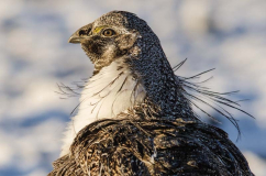 Grouse