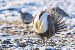 Sage-grouse pair