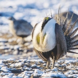 Sage-grouse pair