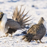 Greater Sage-Grouse, strutting in Dubois, Idaho