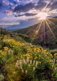 Natural spring flowers and dramatic clouds