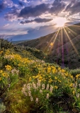 Natural spring flowers and dramatic clouds