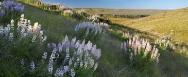 Landscape at Hammer Flat which was purchased by the city of Boise in the Spring of 2010 with Foothill Serial Levy Funds.