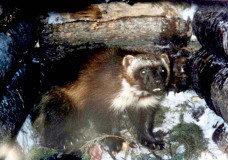 wolverine-in-trap