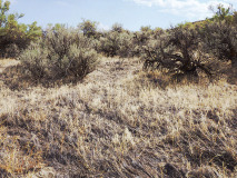 Bruneau sagebrush steppe