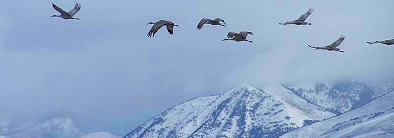 cranesovergrayslakebycodybundyusfws