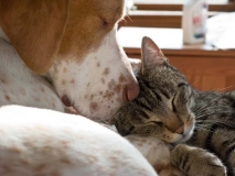 englishpointer_rogerhgoun