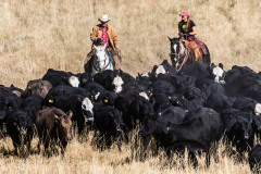 autumn-lundquist-cattle-drive-2