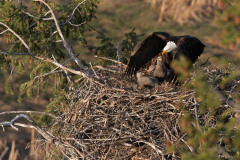 Eagles Nest