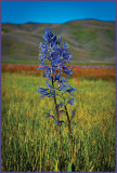 Camas Lilly blooming in a field of wild flowers