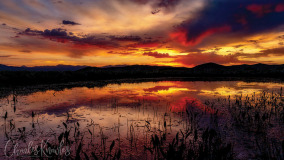 Sunrise over the Centennial Marsh pond