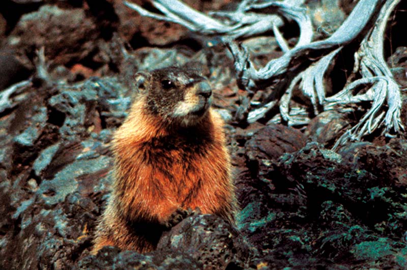 marmot