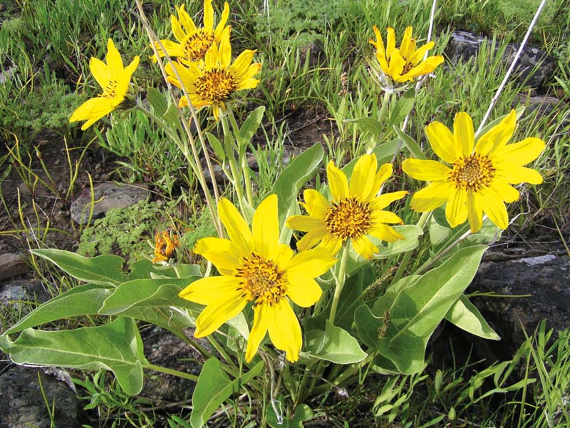 camasarrowleafbalsamroot