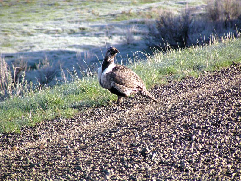 camasmalegreatersagegrouse