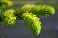 74_new-growth