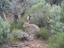 sagebrush steppe vegetation and jackrabbit