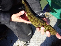 2017-18 burbot