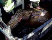 2015 burbot