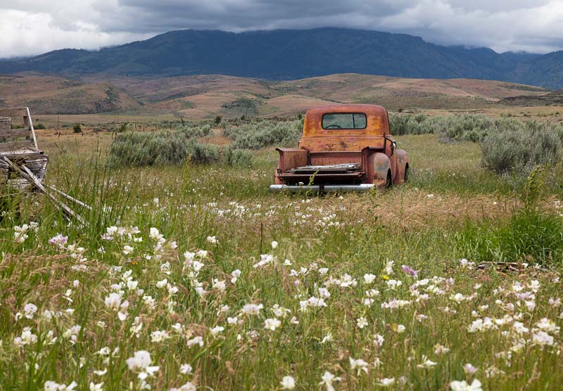 Idaho, western, Cambridge. An old truck with sage and wildflowers sits abandoned on a ranch in spring.
