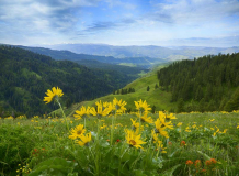 Idaho, North Central, White Bird. Arrowleaved Balsamroot on Free Use Ridge in the Nez Perce National Forest with a view of the Skookumchuck Creek Drainage and distant Seven Devils Range in Spring. May 26th, 2014.