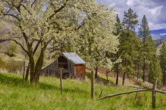 Idaho, North Central, Idaho County, Grangeville, Whitebird. A barn sits on a hillside with a blossoming fruit tree in spring.