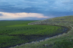 Idaho, Idaho County, Grangeville. A distant spring rain strom over a new crop of winter wheat.