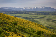 Idaho, North Central, Idaho County, Grangeville. Arrowleaved Balsamroot carpet the hillsides of whitebird hill with the Clearwater Mountains in the distance.
