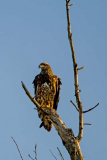 Golden Eagle