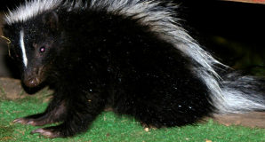 Wet Baby Skunk