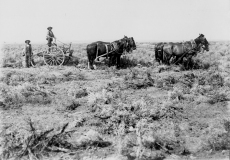 GrubbingSagebrushWestOfTwinCirca1906_BLM